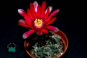 Gymnocalycium Baldianum Kaktüs - Kırmızı ve Pembe  Çiçek Açar