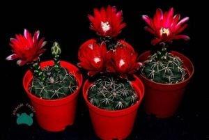 Gymnocalycium Baldianum Kaktüs - Kırmızı ve Pembe  Çiçek Açar