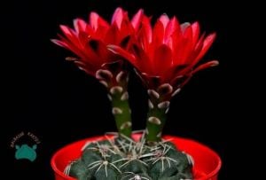 Gymnocalycium Baldianum Kaktüs - Kırmızı ve Pembe  Çiçek Açar