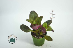 Crassula Purpledragon - Pembe Ejder Sukulent Özel Tür
