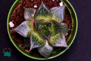 Echeveria Purpusorum Rose Sukulent