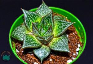 Echeveria Purpusorum Rose Sukulent