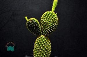 Opuntia Microdasys Kaktüs - Tavşan Kulağı Kaktüs (8,5 cm saksı)