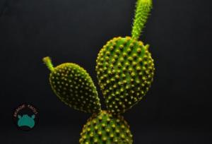 Opuntia Microdasys Kaktüs - Tavşan Kulağı Kaktüs (8,5 cm saksı)