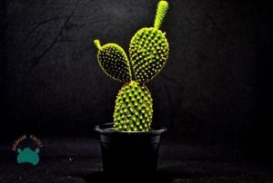 Opuntia Microdasys Kaktüs - Tavşan Kulağı Kaktüs (8,5 cm saksı)