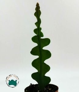 Epiphyllum Anguliger - Kılçık Atlas - Balık Kılçığı Kaktüsü - İri Pembe Çiçek Açar