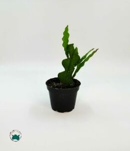 Epiphyllum Anguliger - Kılçık Atlas - Balık Kılçığı Kaktüsü - İri Pembe Çiçek Açar