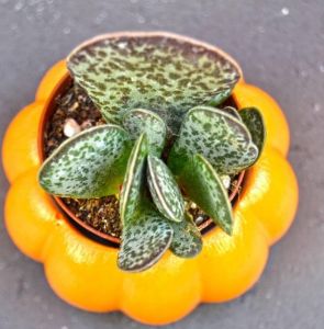 Adromischus Maculatus - Alaca Kalpler Sukulent
