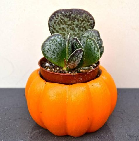 Adromischus Maculatus - Alaca Kalpler Sukulent