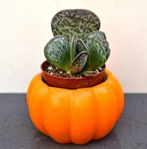 Adromischus Maculatus - Alaca Kalpler Sukulent
