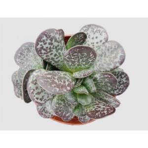 Adromischus Maculatus - Alaca Kalpler Sukulent
