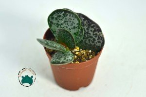 Adromischus Maculatus - Alaca Kalpler Sukulent