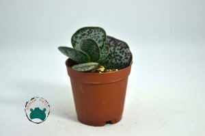 Adromischus Maculatus - Alaca Kalpler Sukulent
