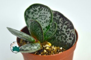 Adromischus Maculatus - Alaca Kalpler Sukulent