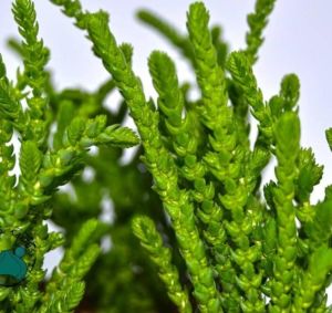 Crassula Muscosa Sukulent Prenses Çamı Yosun Crassula 8,5CM Saksıda