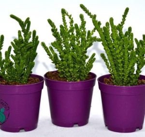 Crassula Muscosa Sukulent Prenses Çamı Yosun Crassula 8,5CM Saksıda