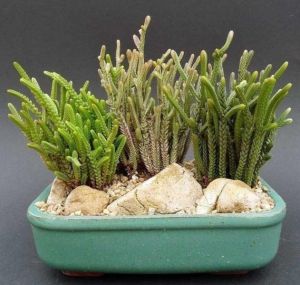 Crassula Muscosa Sukulent Prenses Çamı Yosun Crassula 8,5CM Saksıda