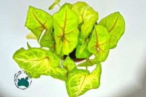 Syngonium White Butterfly - Beyaz Ok Başı Sarmaşığı (10.5cm saksıda)