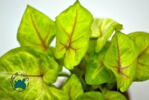 Syngonium White Butterfly - Beyaz Ok Başı Sarmaşığı (10.5cm saksıda)