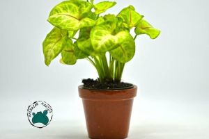 Syngonium White Butterfly - Beyaz Ok Başı Sarmaşığı (10.5cm saksıda)