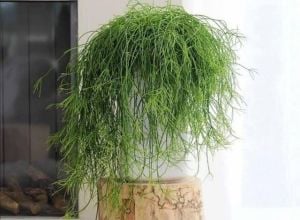 Rhipsalis Baccifera Sukulent -Spagetti Kaktüsü - Özel Tür (8.5cm saksı)