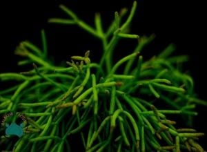 Rhipsalis Baccifera Sukulent -Spagetti Kaktüsü - Özel Tür (8.5cm saksı)