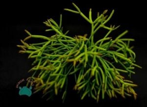 Rhipsalis Baccifera Sukulent -Spagetti Kaktüsü - Özel Tür (8.5cm saksı)