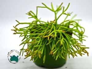 Rhipsalis Baccifera Sukulent -Spagetti Kaktüsü - Özel Tür (8.5cm saksı)