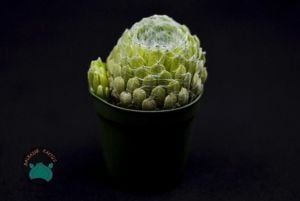 Sempervivum Arachnoideum Sukulet - Örümcek Ağlı Sukulent