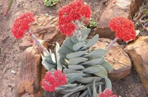 Crassula Falcata Sukulent - Uçak Fabrikası Sukulent - 10cm saksıda