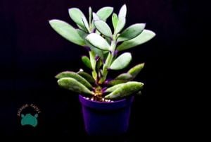 Senecio Crassissimus Sukulent - Yeşil Mor Yapraklı Sukulent