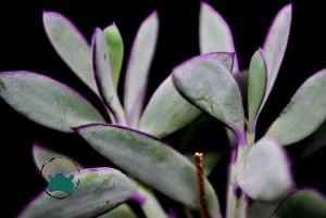 Senecio Crassissimus Sukulent - Yeşil Mor Yapraklı Sukulent