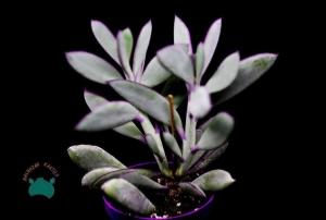 Senecio Crassissimus Sukulent - Yeşil Mor Yapraklı Sukulent