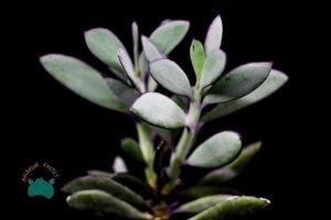 Senecio Crassissimus Sukulent - Yeşil Mor Yapraklı Sukulent