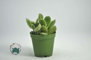 Cotyledon Ladismithiensis - Ayı Pençesi - Tırtır Yaprak Uçlu Sukulent
