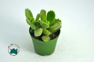 Cotyledon Ladismithiensis - Ayı Pençesi - Tırtır Yaprak Uçlu Sukulent