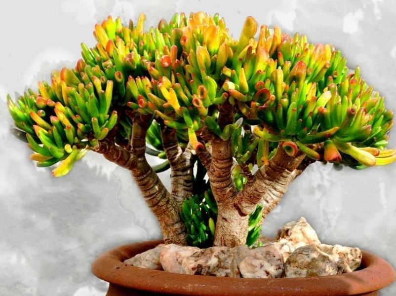 Crassula Ovata Gollum - Shrek Kulağı Sukulent - Para Ağacı