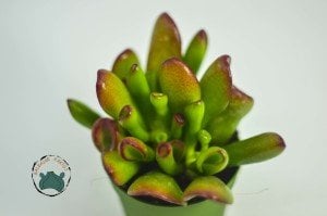 Crassula Ovata Gollum - Shrek Kulağı Sukulent - Para Ağacı