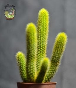 Hildewintera Aureispina - Altın Maymun Kuyruğu Kaktüsü (5,5cmlik saksıda)