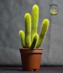 Hildewintera Aureispina - Altın Maymun Kuyruğu Kaktüsü (5,5cmlik saksıda)