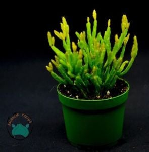 Rhipsalis Ewaldiana Sukulent - Ökse Otu Kaktüsü (8,5cm saksıda)