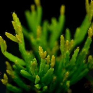 Rhipsalis Ewaldiana Sukulent - Ökse Otu Kaktüsü (8,5cm saksıda)