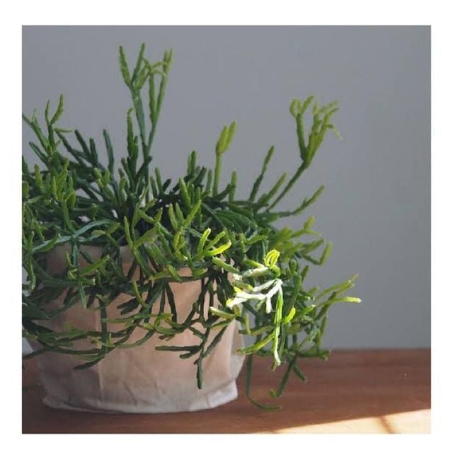 Rhipsalis Ewaldiana Sukulent - Ökse Otu Kaktüsü (8,5cm saksıda)