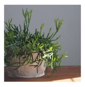 Rhipsalis Ewaldiana Sukulent - Ökse Otu Kaktüsü (8,5cm saksıda)