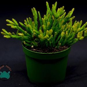 Rhipsalis Ewaldiana Sukulent - Ökse Otu Kaktüsü (8,5cm saksıda)