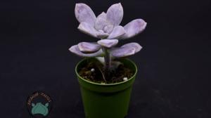 Graptoveria Superbum Sukulent - Pembe Lila Sukulent Özel Tür