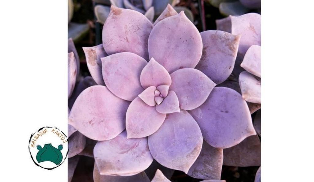 Graptoveria Superbum Sukulent - Pembe Lila Sukulent Özel Tür