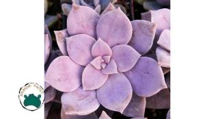 Graptoveria Superbum Sukulent - Pembe Lila Sukulent Özel Tür