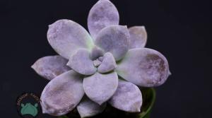 Graptoveria Superbum Sukulent - Pembe Lila Sukulent Özel Tür
