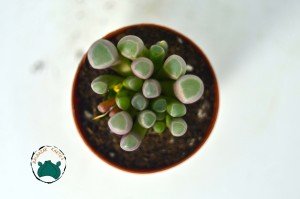 Fenestraria Rhopalophylla - Bebek Parmağı Sukulenti - Taş Kaktüs